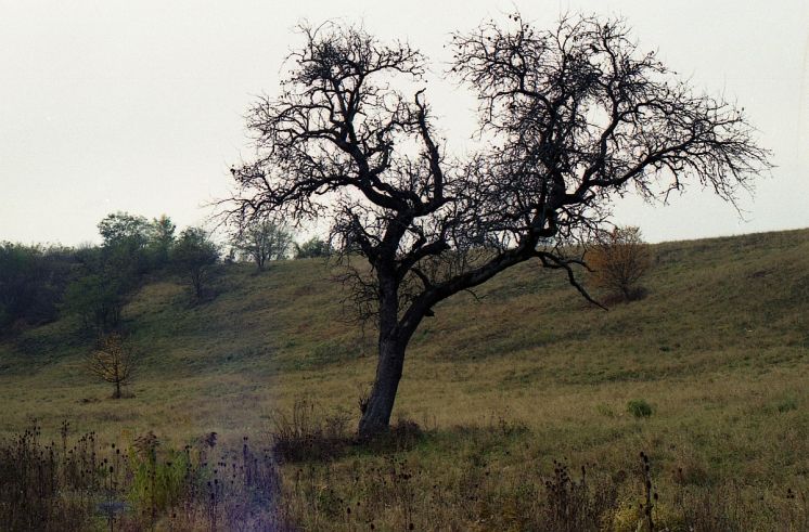 Pustatina "teresznye"